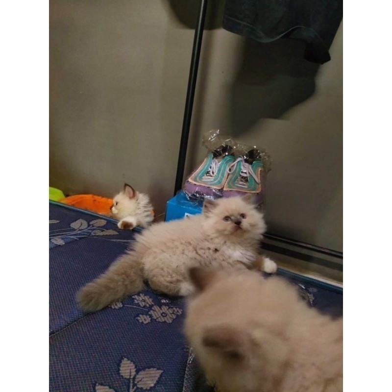 Jual KUCING HIMALAYA/MIDOL SUPER/RAGDOLL | Shopee Indonesia
