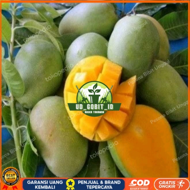 Jual Bibit Mangga Harum Manis Probolinggo Tinggi 2 Meter Batang Besar ...