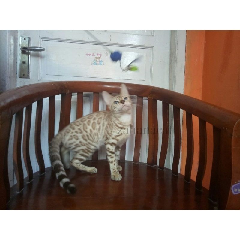 Jual Kucing Bengal Murni Corak Bagus | Shopee Indonesia