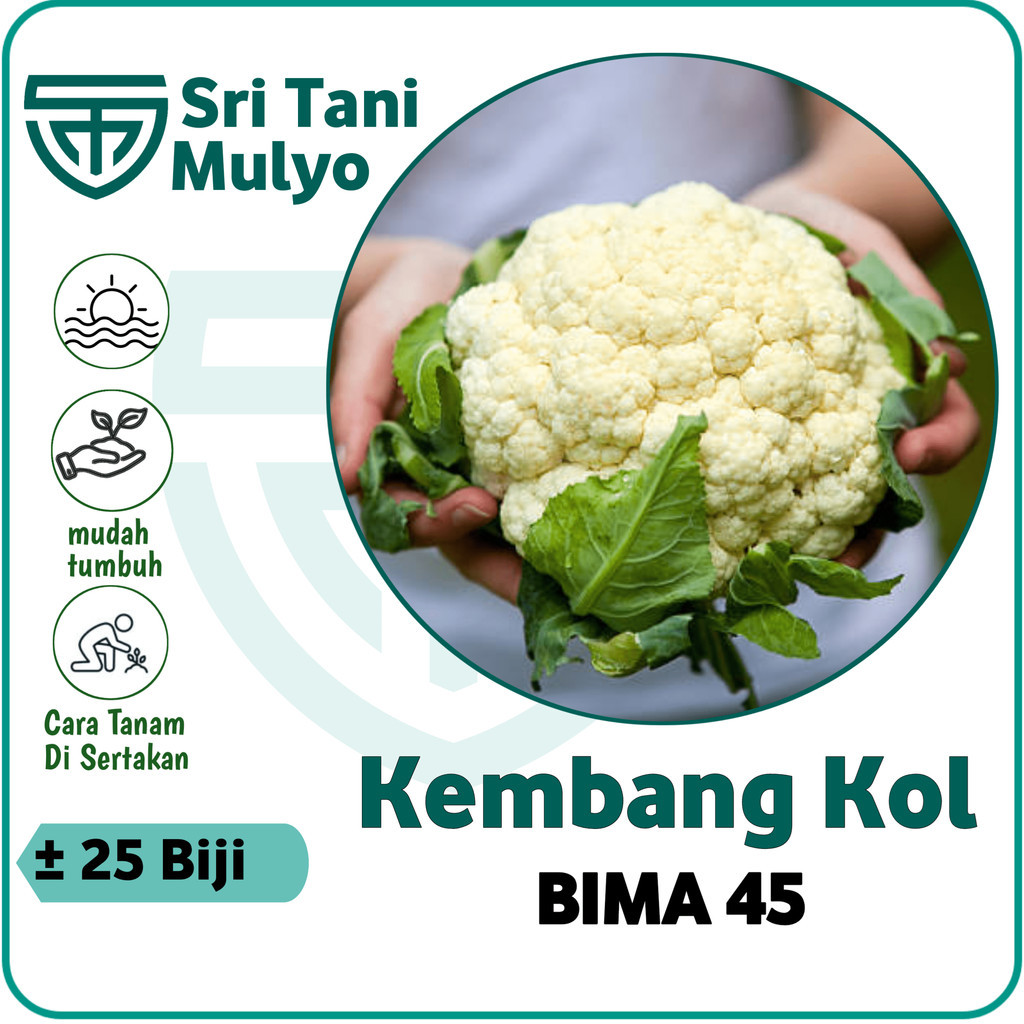 Jual 25 Biji Benih Kembang Kol Unggul Bima F1 Toleran Panas Bibit