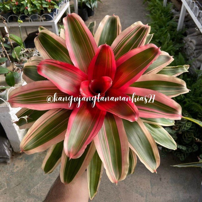 Jual TANAMAN HIAS BROMELIA HIDUP, BROMELIA TANAMAN HIDUP | BISA BAYAR ...