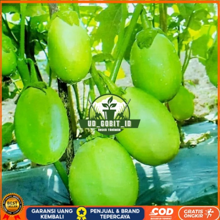Jual Bibit Terong Hijau Lonjong/ Bibit Tanaman Sayur Terong Hijau ...