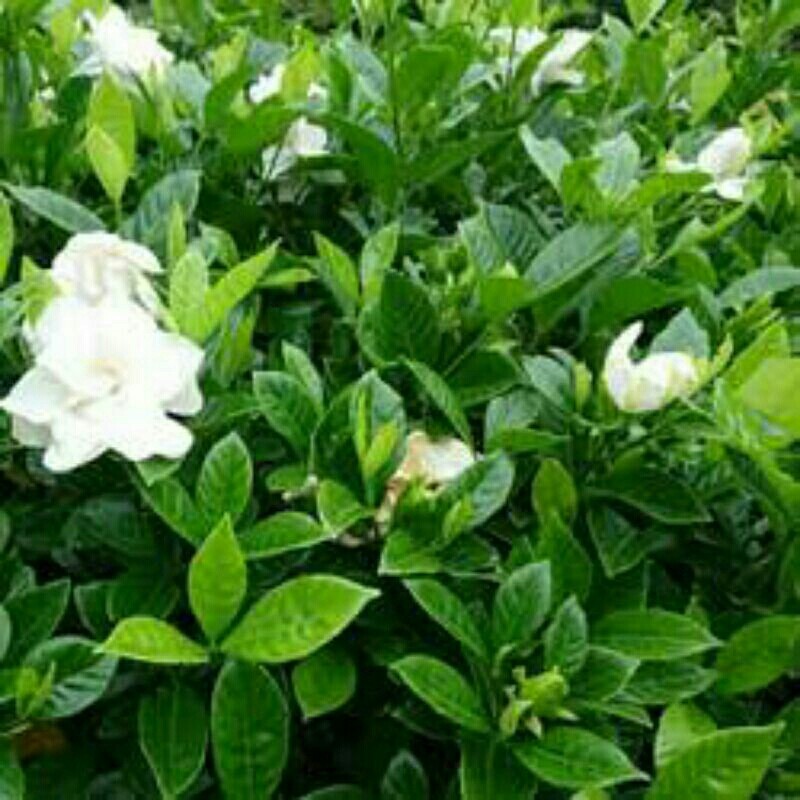 Jual Bibit Melati Kaca Piring Mini Rimbun | Shopee Indonesia