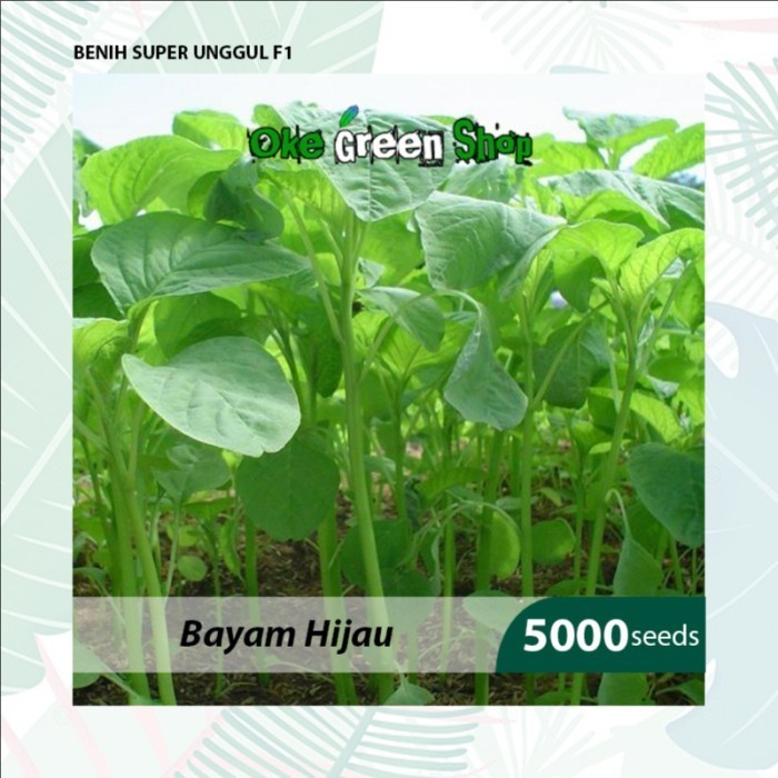 Benih Seribuan - 5.000 Biji Benih Bibit Bayam Hijau Unggul