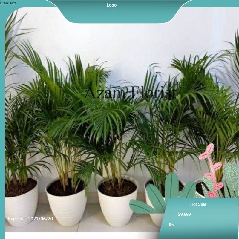 Jual pohon palm kuning rumpun tanaman hias palem kuning rumpun | Shopee ...