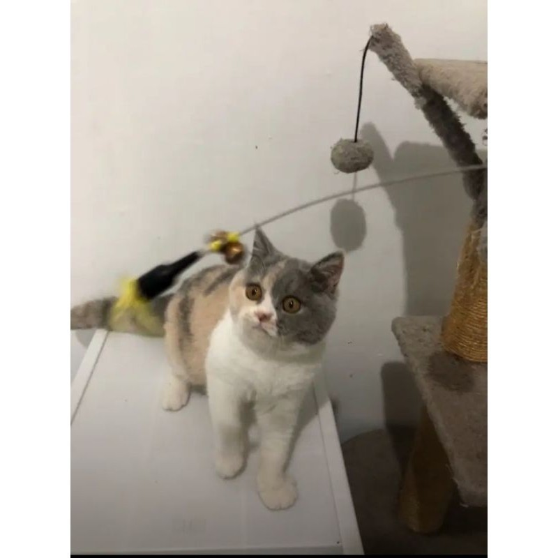 Jual KUCING KITTEN BSH CALICO DELUTE CANTIK || BRITISH SHORTHAIR FEMALE ...