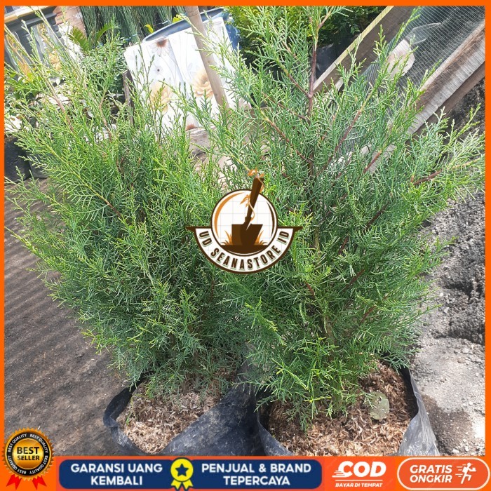 Jual TANAMAN HIAS CEMARA RENTES WANGI/ CEMARA WANGI RIMBUN TINGGI 60CM ...