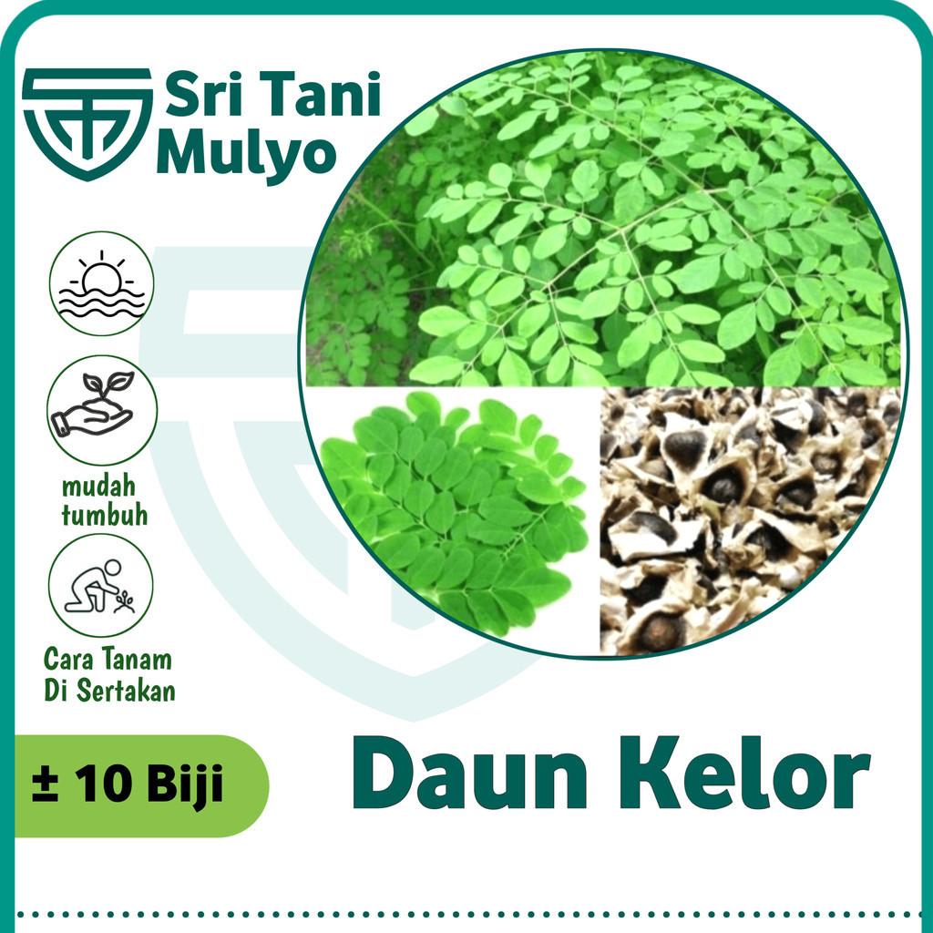 Jual 10 Biji - Benih Daun Kelor Unggul (Moringa Oleifera) Kualitas ...