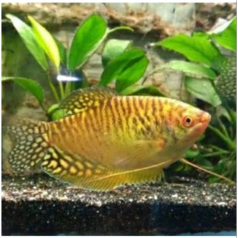 Jual sepat /gurame mini biru gold | Shopee Indonesia