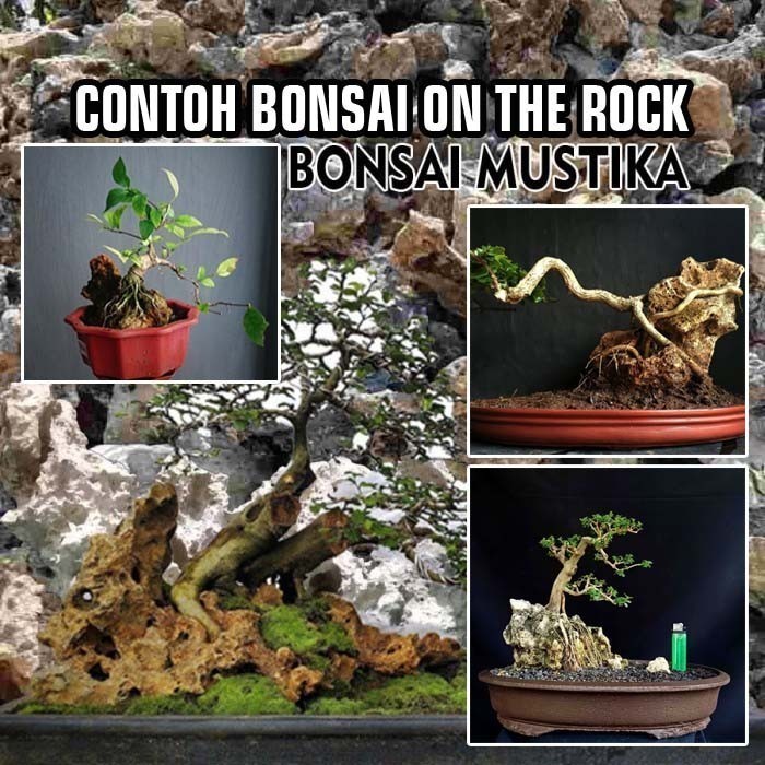 Jual Bonsai Asam Jawa On The Rock Gaya Random Terbaik Gratis Pot dan ...