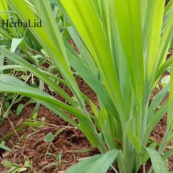 Jual Bibit rumput setaria 1kg pakan ternak di jamin hidup selalu ready ...