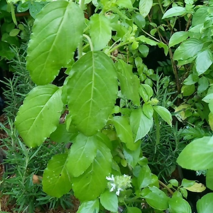 Jual Bubuk Tanaman Ruku ruku 1 kg Holy Basil Lampes Tanaman Herbal Pure ...