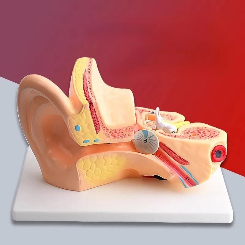Jual PREORDER Human Ear Model 1.5 Times The Size of Scientific Anatomy ...