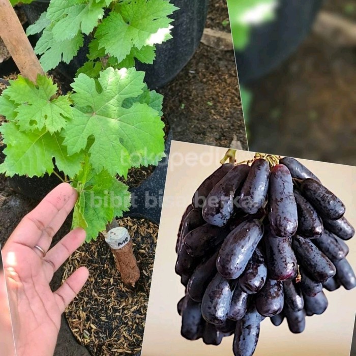 Jual bibit anggur moondrop original grafting black stek tanaman buah ...