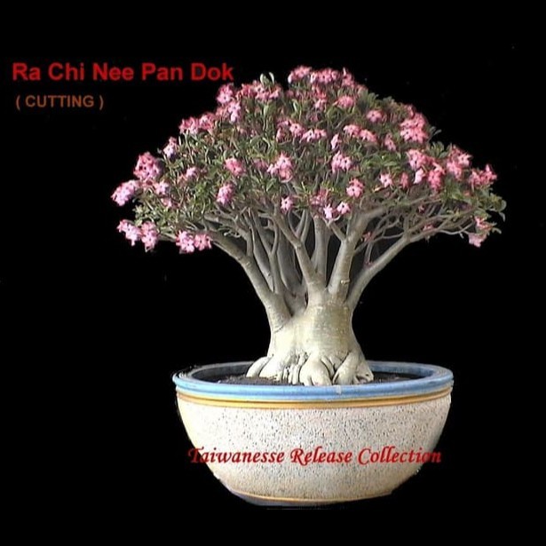 Jual BIBIT Adenium Arabicum Rachinee | Shopee Indonesia