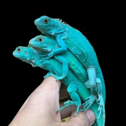 Jual Blue Columb iguana Baby Iggy panjangnya ±35cm | HPB | Shopee Indonesia