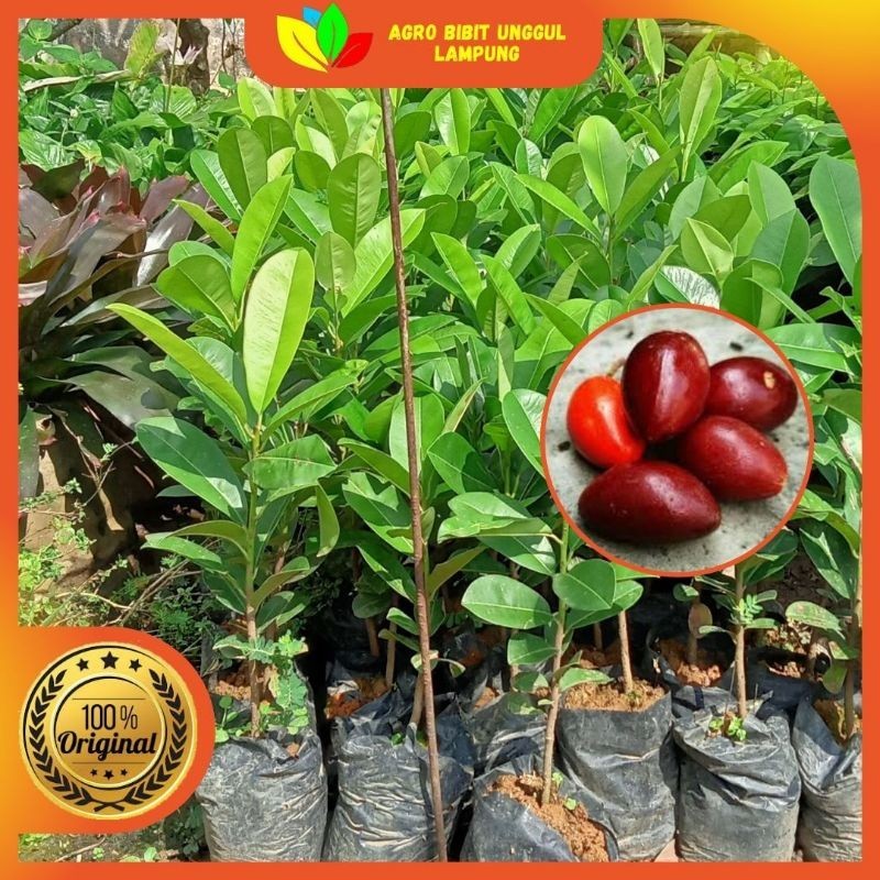 Jual Bibit Sawo Kecik Asli Okulasi Tanaman Okulasi Cepat Berbuah Agro ...