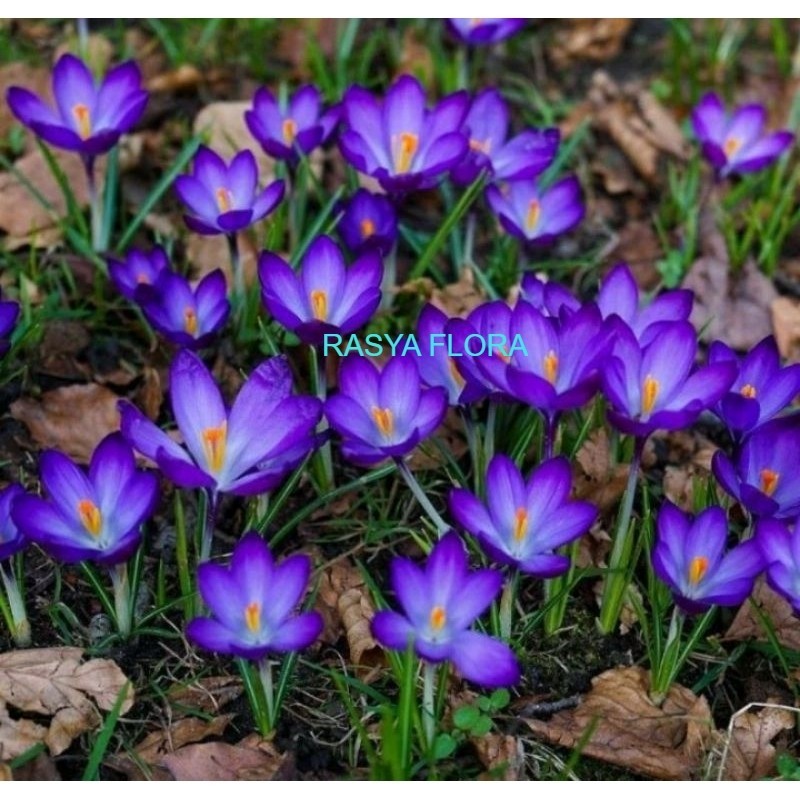 (BELI 2 GRATIS 1)Tanaman hias lili hujan biru kucai tulip bunga blue tanaman hias klukus / Rain lily