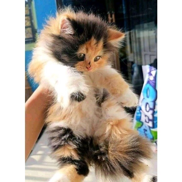 Jual (BULU CALICO BELANG TELON) KUCING KITTEN PERSIA MEDIUM ANGGORA ...