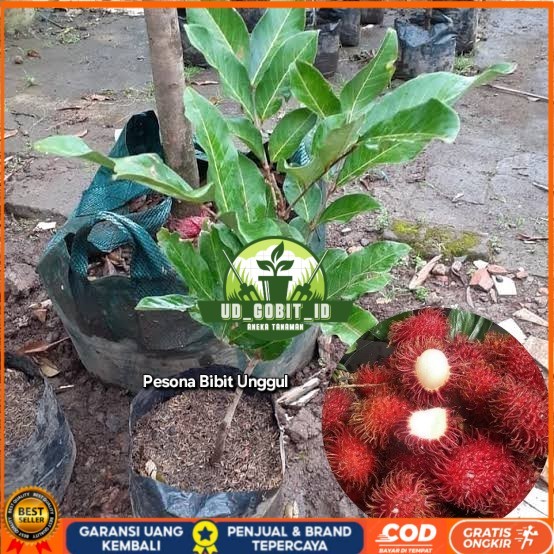 Jual Bibit Rambutan Parakan Okulasi Bibit Tanaman Super Unggul UD GOBIT ...