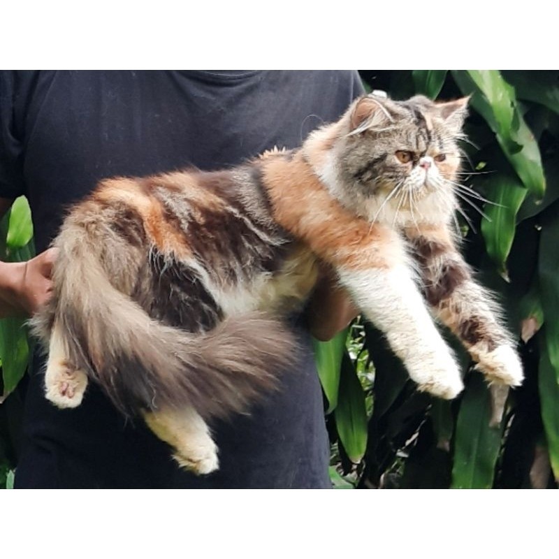 Jual Promo diskon 65% KUCING PERSIA PEAKNOSE BETINA 8 BULAN CALICO ...