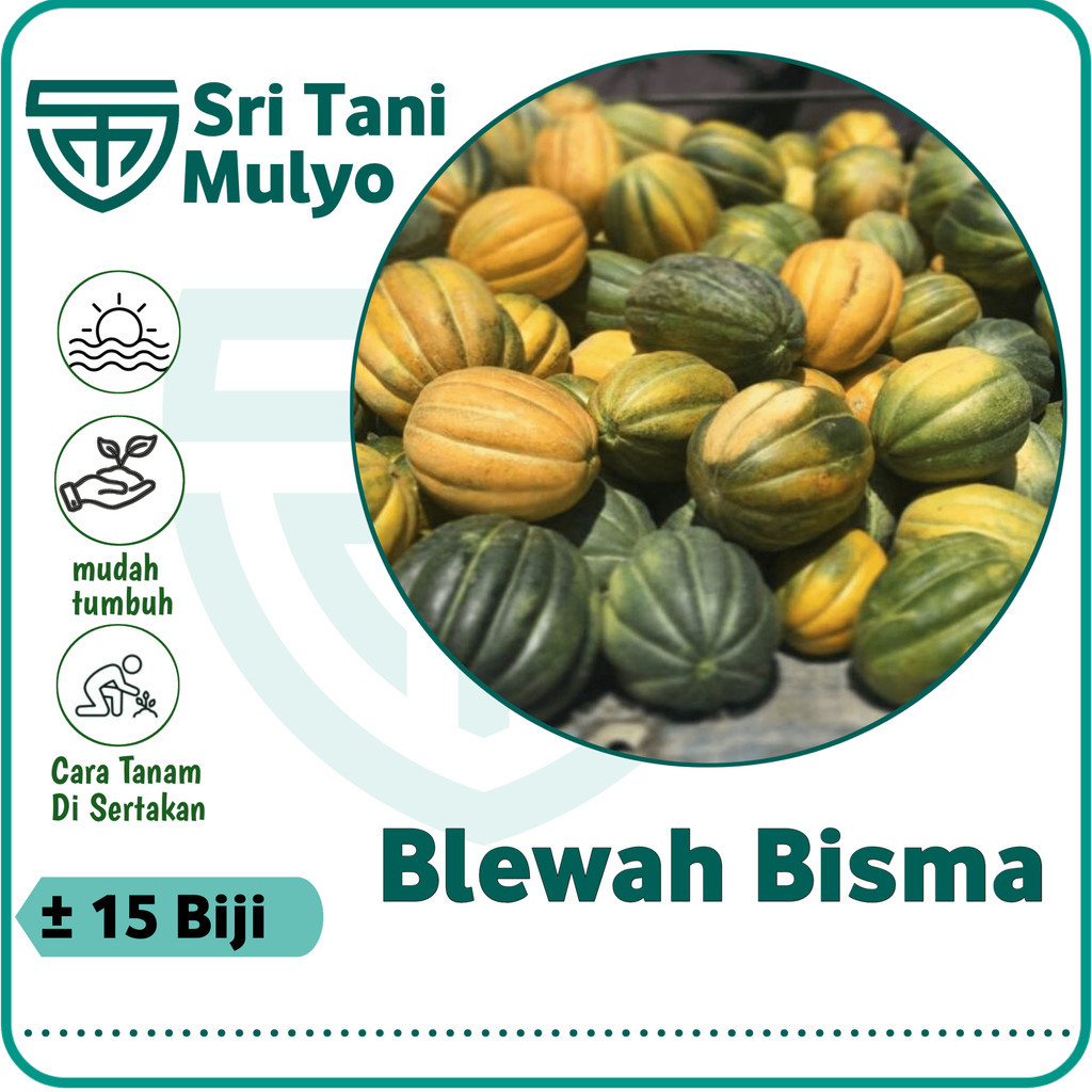 Jual 15 Biji - Benih Blewah Garmis BISMA F1 - Bibit Buah Blewah Kuning ...