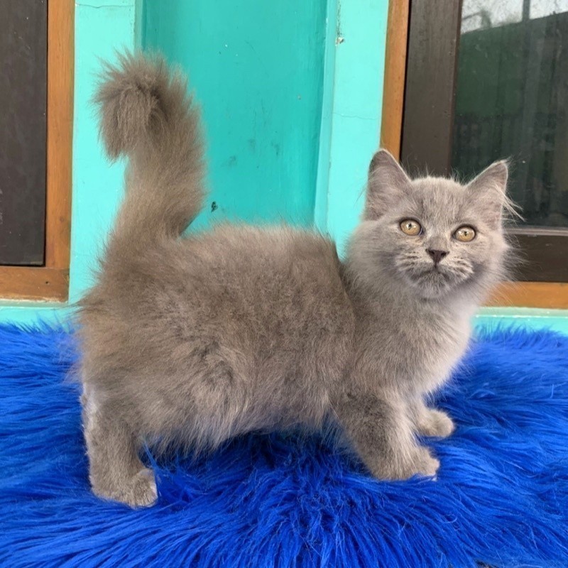 Jual Kucing Kitten Persia Mix Ragdoll BigBone Longhair Bulu Kapas ...