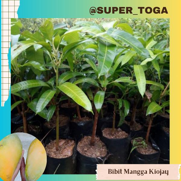 Jual Bibit Mangga Kiojay jumbo hasil okulasi / sambung pucuk cepat ...