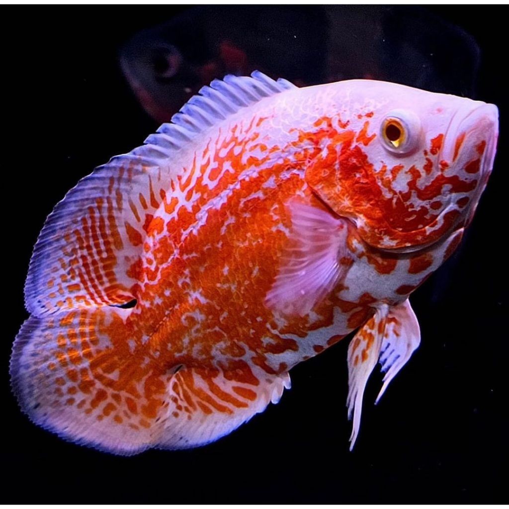Jual BIOTA aneka hias aqarium oscar 9 8 7 cm up albino batik paris ...