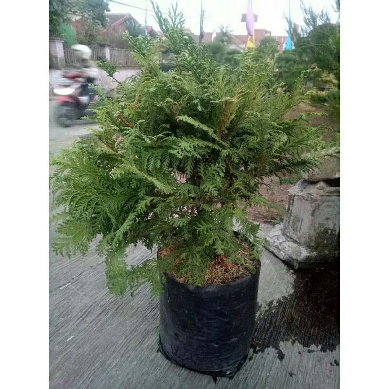 Jual Cemara Inoki Hijau polos Besar | Shopee Indonesia