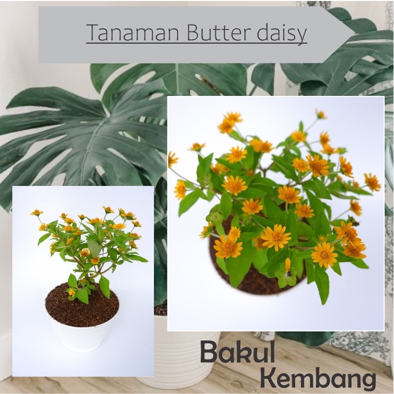 Jual Bunga seribu bintang / Tanaman Hias Matahari Mini butter daisy