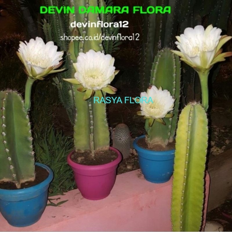 tanaman hias kaktus koboy ukuran 30-45cm / kaktus belimbing / kaktus berbunga / tanaman hias kaktus