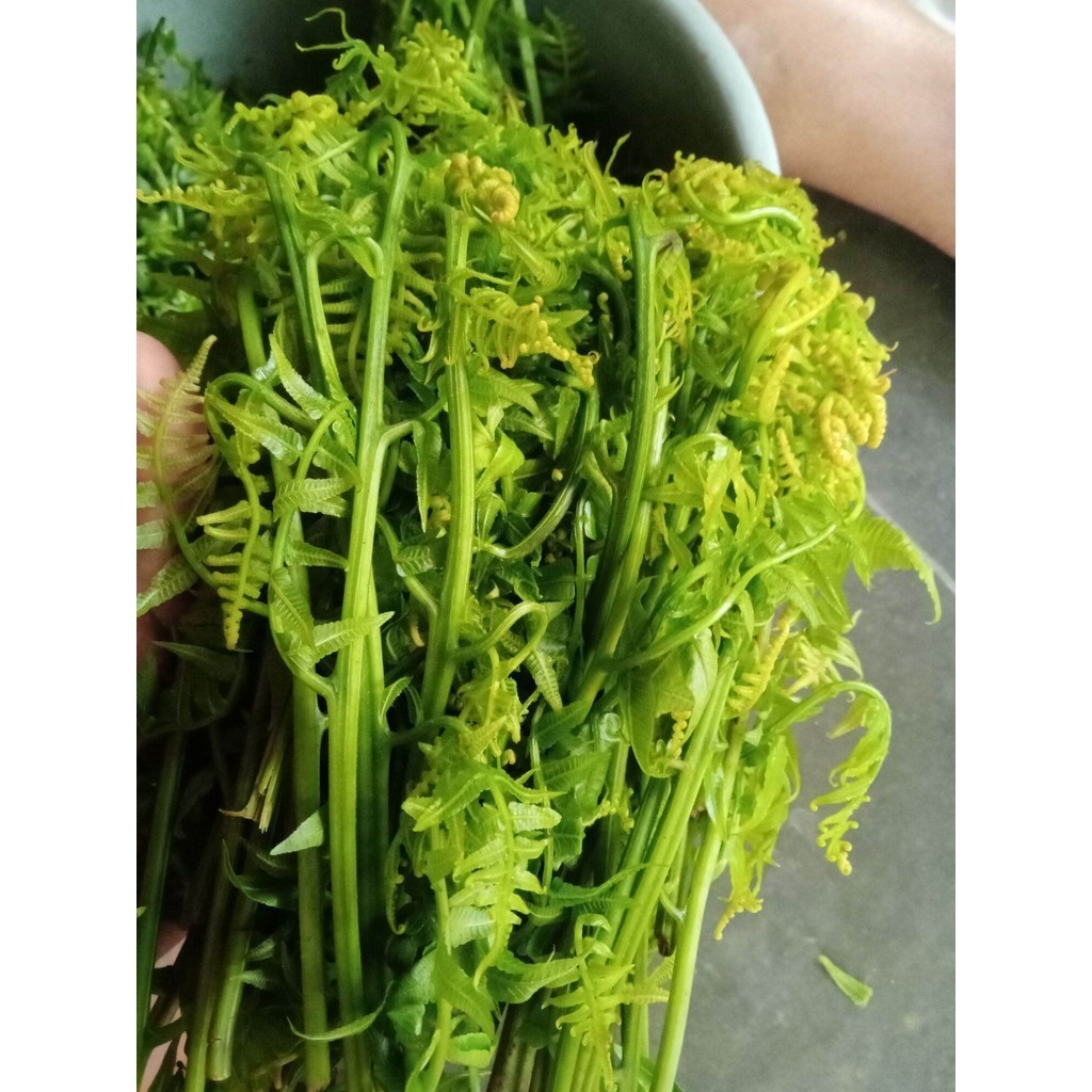 Jual Sayur Daun Pakis Per Ikat Shopee Indonesia