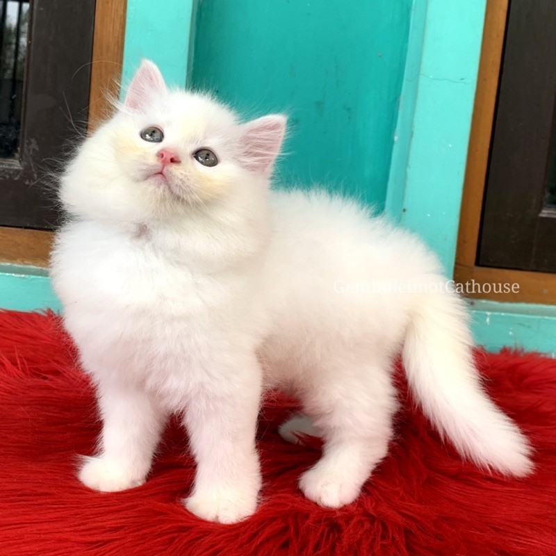 Jual Kucing Kitten Persia Bulu Kapas Longhair White Solid Shopee