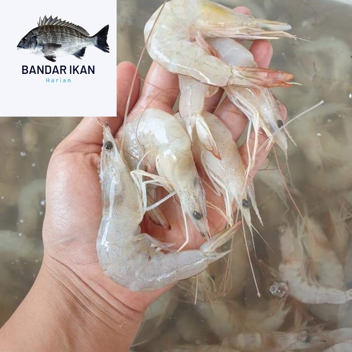 Jual Udang Peci Segar Fresh Dan Berkualitas Shopee Indonesia 