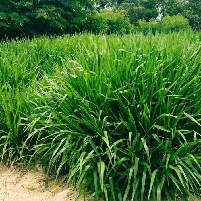 Jual BIBIT TANAMAN RUMPUT GAJAH ODOT JUMBO 1KG | Shopee Indonesia