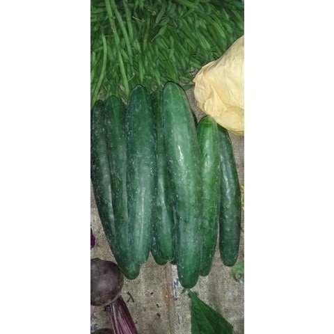 Jual Timun kyuri/Timun Jepang 1kg | Shopee Indonesia