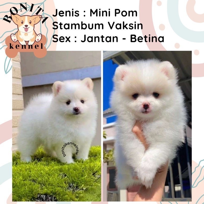 Harga mini 2024 pomeranian teacup