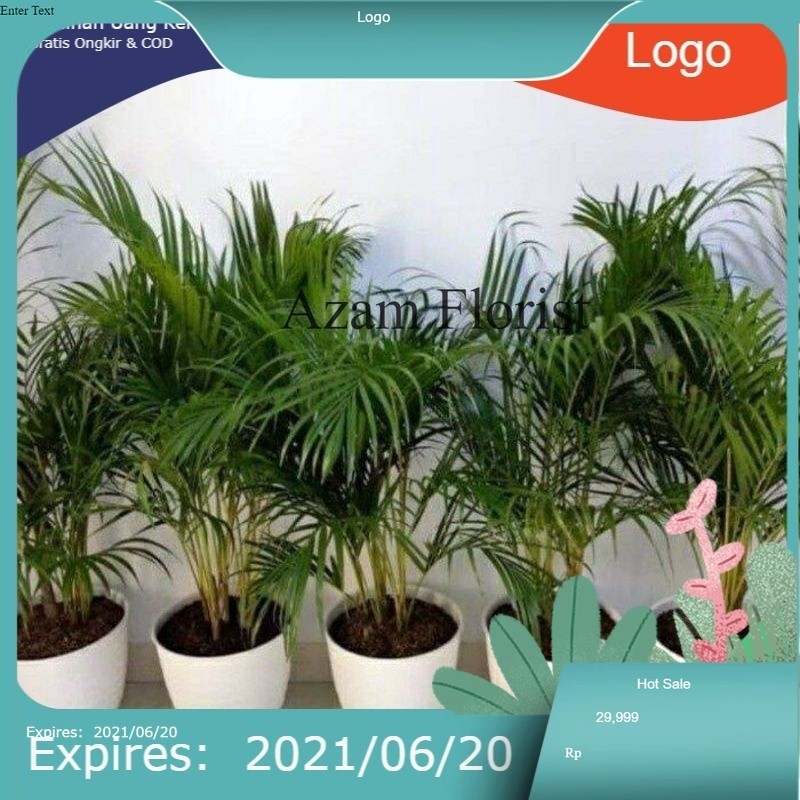 Jual pohon palm kuning rumpun tanaman hias palem kuning rumpun | Shopee ...