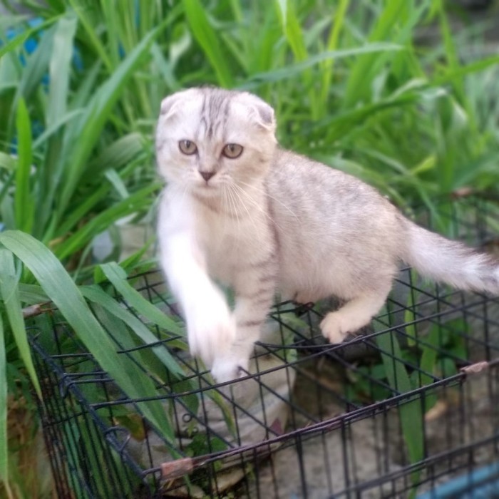 Jual Kucing Scottish Fold Non Ped Betina Silver Kitten Teliga Lipat ...