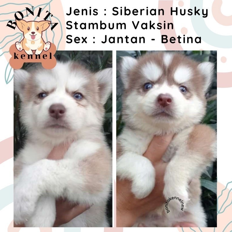 Husky puppy hot sale harga