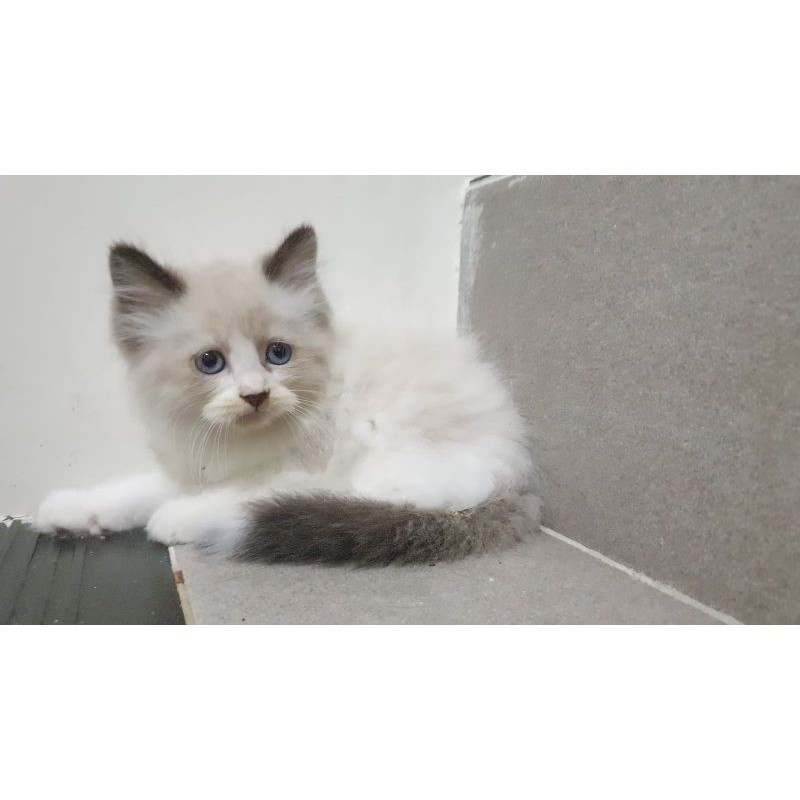 Jual JUAL kitten persia 2.5 bulan British munchkin angora anggora ...