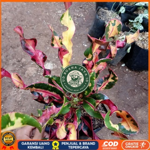 Jual Tanaman Hias Puring Bor Mini Bibit Tanaman Super Unggul UD BUANA ...
