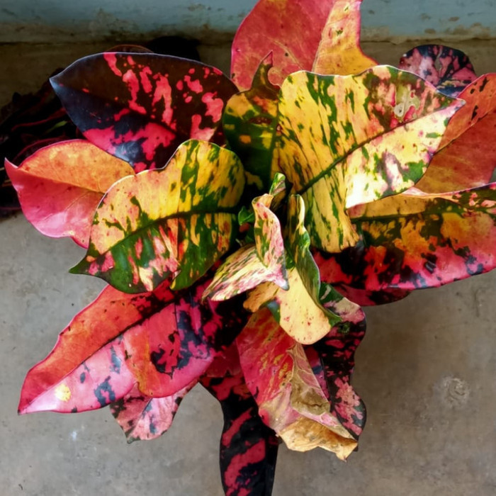 Jual tanaman hias puring oscar | Shopee Indonesia