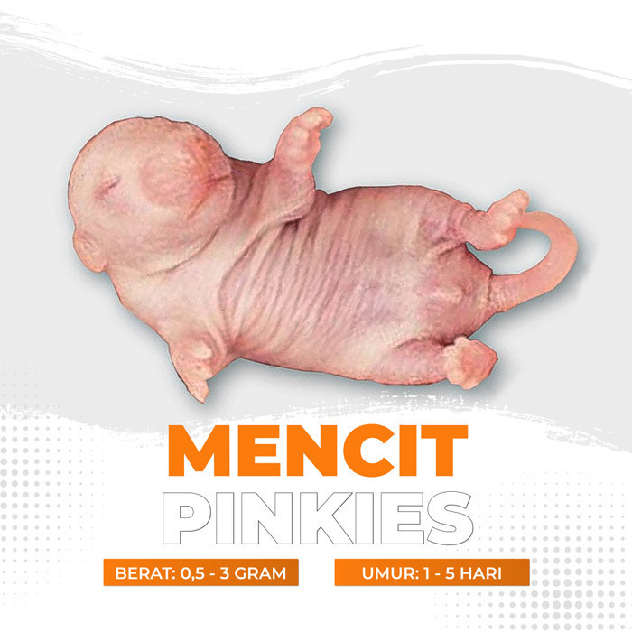 Jual Mencit Hidup Pinkies / Tikus Putih Pinkies | Shopee Indonesia