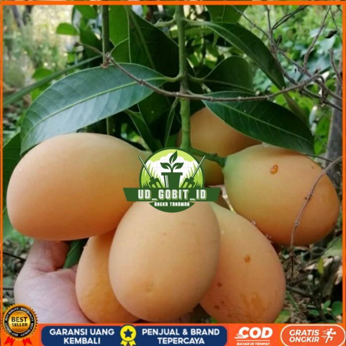 Jual BIBIT TANAMAN BUAH GANDARIA/ BUAH JATAKE UNGGUL DAN BERKUALITAS ...