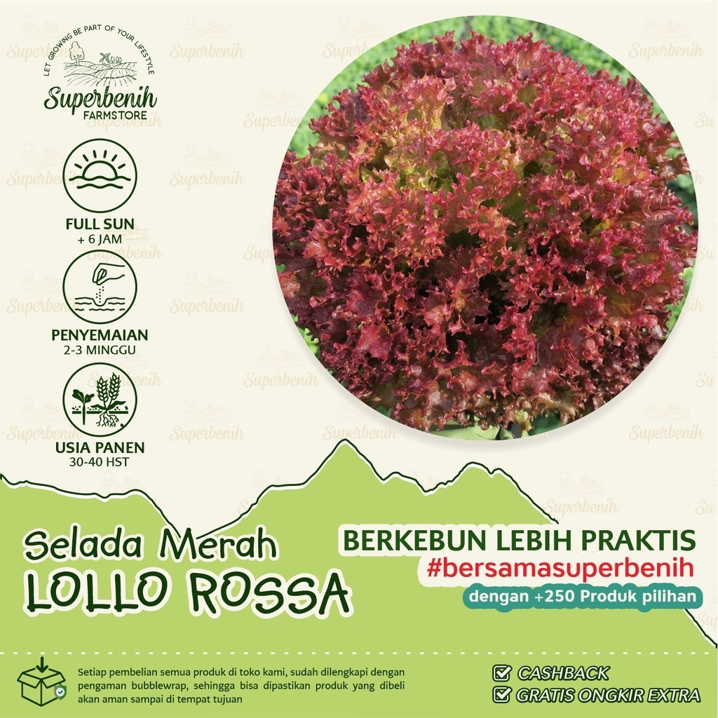 Jual 150 biji - Benih Selada Merah LOLLO ROSSA, tinggi antioksidan ...