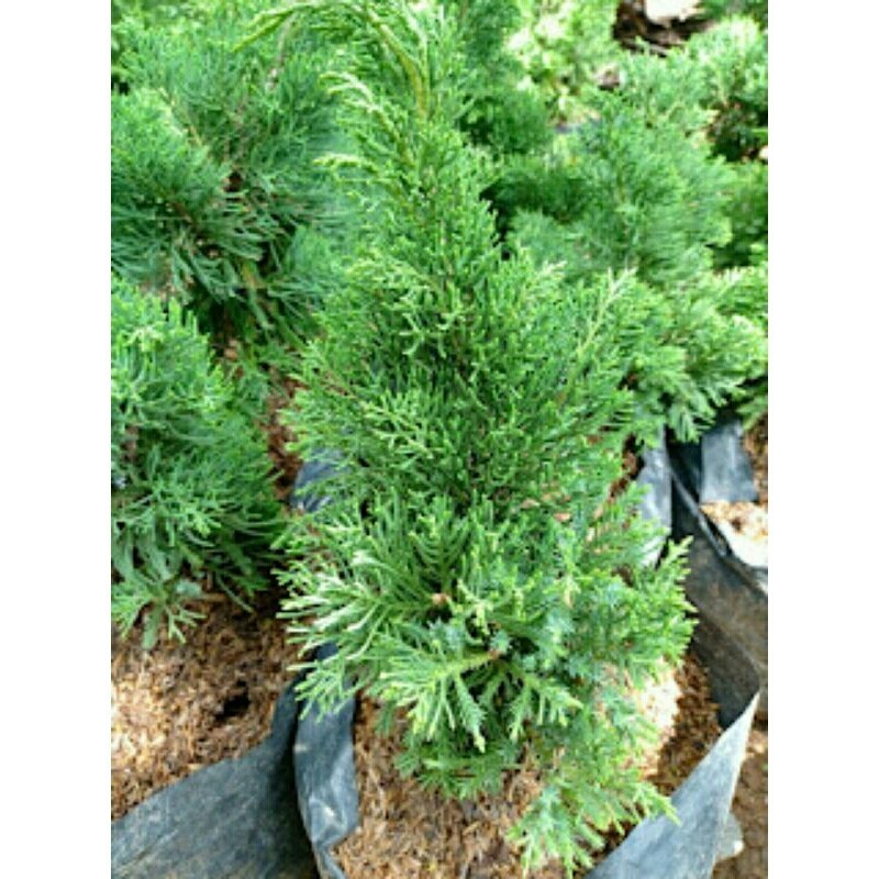 Jual Cemara Inoki Hijau polos Besar | Shopee Indonesia