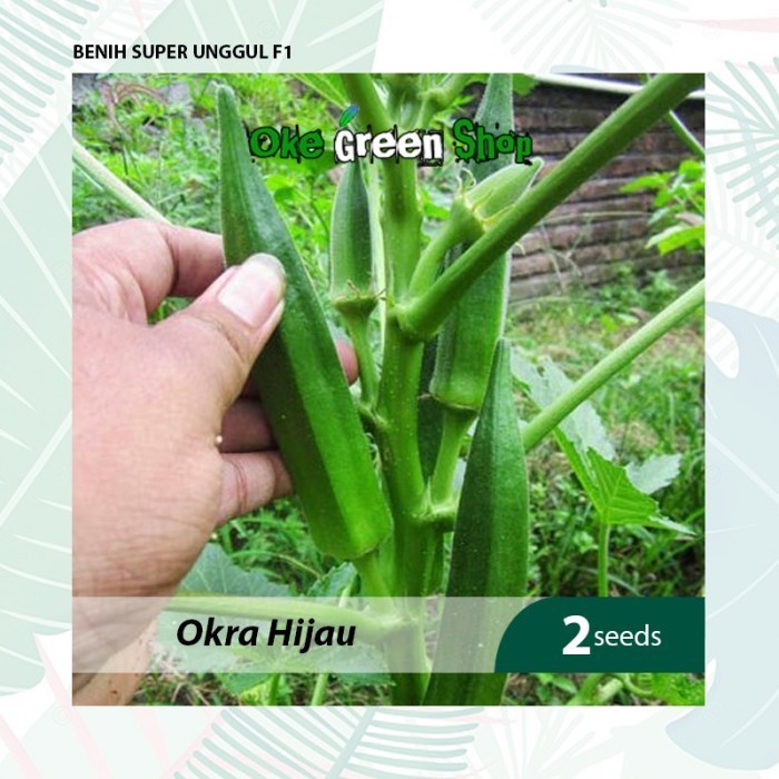Benih Seribuan - 2 Biji Benih Bibit Sayuran Buah Okra Hijau Unggul
