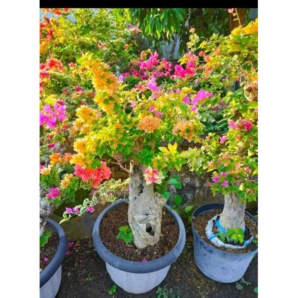 tanaman bibit bonsai bunga Bougenville SGP Singapur Banyak Warna Banyak Pilihan Dan Varian